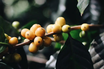 Living Wages & Sustainability: Our 2023 Impact Report and The Future Of Stone Creek Coffee