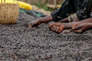 Light Roast vs. Dark Roast Coffee: What Are The Differences?