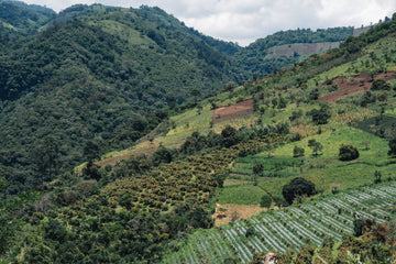 How Altitude Affects Coffee Taste