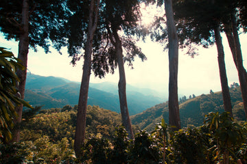 The Journey of a Coffee Bean: From Farm to Cup