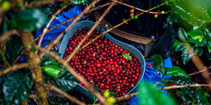 How We Choose Our Coffee Partners