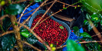 How We Choose Our Coffee Partners