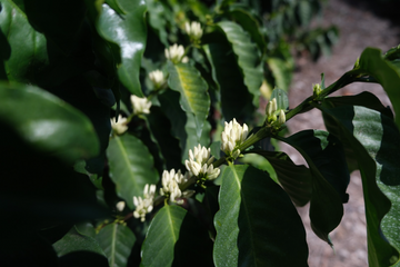 How Stone Creek Coffee Supports Living Wages in Coffee Farming