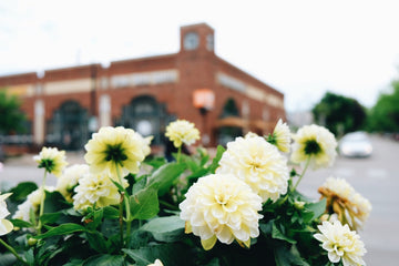 Discover the Cafes of the North Shore