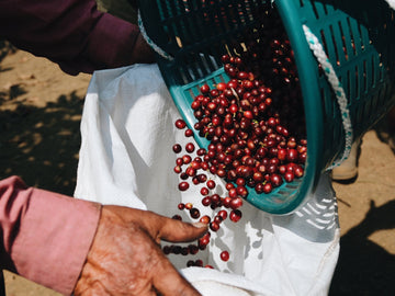 TARIFFS, COFFEE COSTS, & STONE CREEK COFFEE