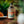 TAPPED OLD FASHIONED COCKTAIL MAPLE SYRUP