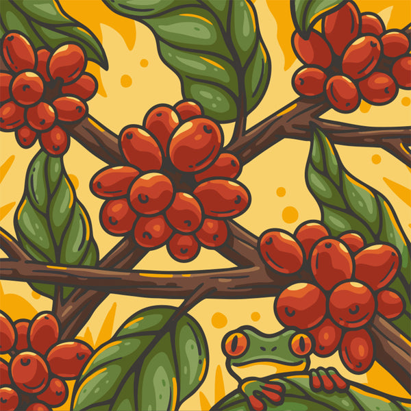 COFFEE CHERRY COSTA RICA