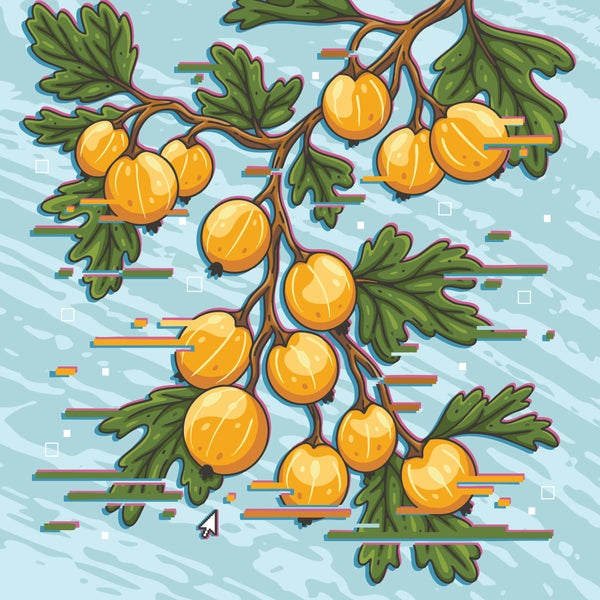 GOOSEBERRY GLITCH ETHIOPIA