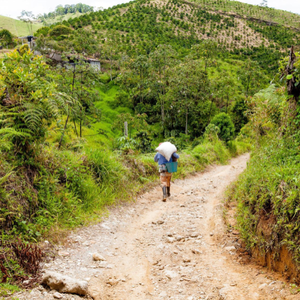 Guava Banana Colombia