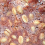 PRESALE: THE FERMENTATION PROJECT