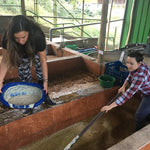 PRESALE: THE FERMENTATION PROJECT