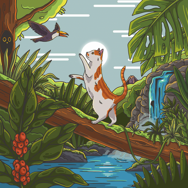 NATTY CAT COSTA RICA
