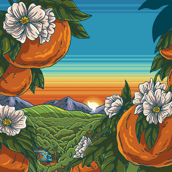 TANGERINE SUNSET DECAF ETHIOPIA