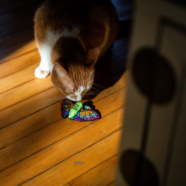 MOTH CATNIP CRINKLE TOY