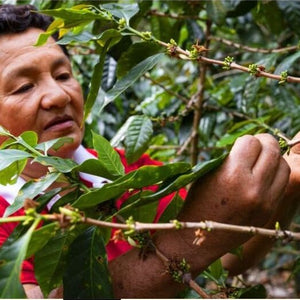 Raspberry Glaze Decaf Peru