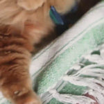 BATTY CATNIP CRINKLE TOY