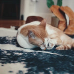 COWBOY CATNIP TOY