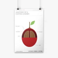 Coffee Cherry Anatomy Image